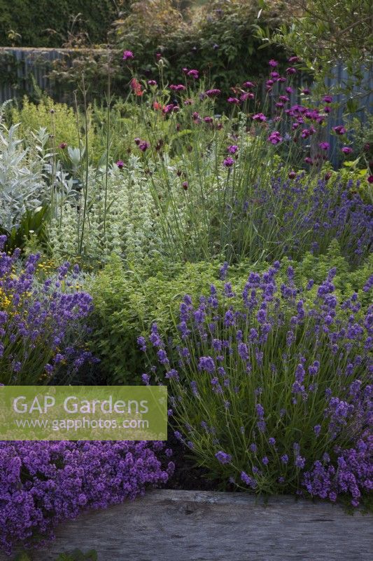 The Yard Garden - A drought tolerant Mediterranean Influenced garden. Raised oak sleeper beds filled with mixed Lavenders,including Lavandula angustifolia 'Hidcote', Artemisia ludoviciana  ' Valerie Finnis',  Ballota Pseudodictamnus,  Dianthus Carthusianorum, Thymus 'Red Start',  Lychnis coronaria 'Cerise Pink' and Santolina virens     ' Lemon Queen'. 
