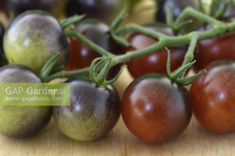 Solanum lycopersicum  'Midnight Snack'  Picked truss of ripe and unripe cherry tomatoes  F1 Hybrid  Syn. Lycopersicon esculentum  August