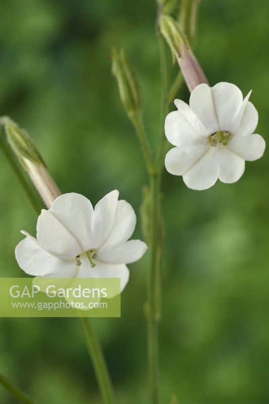 Nicotiana suaveolens  Australian tobacco plant  August
