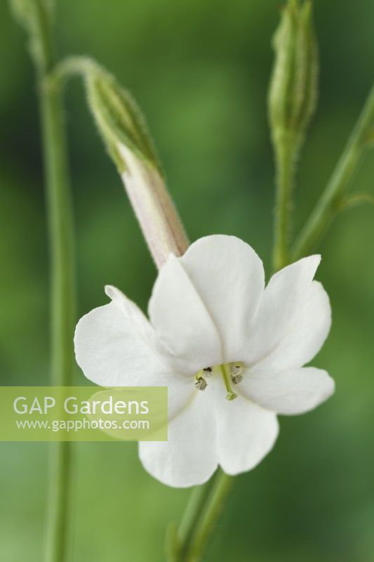 Nicotiana suaveolens  Australian tobacco plant  August