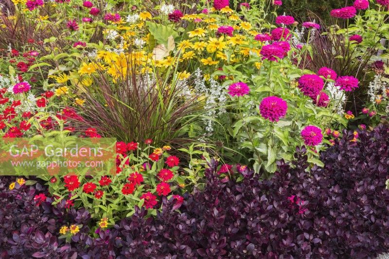 Alternanthera 'Purple Prince', red, pink Zinnia elegans, ornamental grass and Rudbeckia hirta - Black-Eyed Susan - Coneflowers in border in autumn.