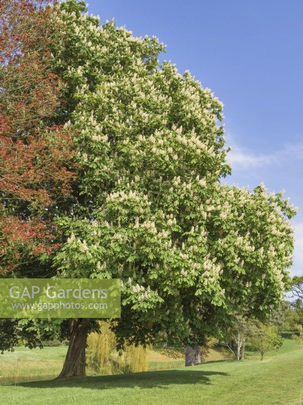 Aesculus hippocastanum - Horse Chestnut flowering in landscaped garden