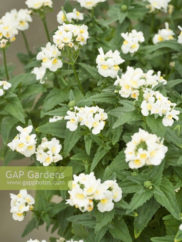 Nemesia hybrida Esencial Snowberry, spring May