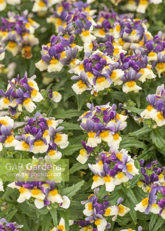 Nemesia hybrida Esencial Blueberry Custard, summer June