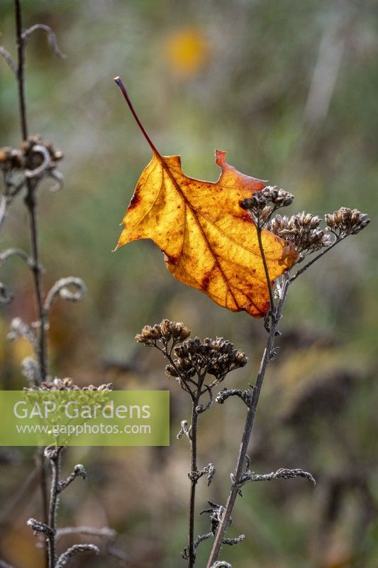 Fallen Norway Maple leaf, suspended in autumnal seed head