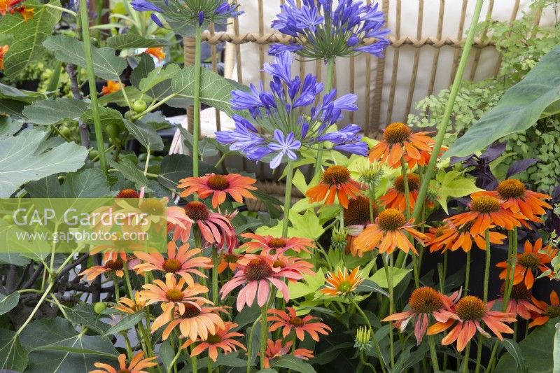 Echinaceas 'Sombrero Hot Coral' syn. 'Balsomcor' blended with  'Sombrero Adobe Orange' syn. 'Balsomador', Agapanthus africanus 'Midnight Star' syn. 'Navy Blue' and Ficus carica