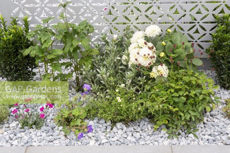 A stainless steel laser cut patterned screen with mixed perennial planting including Dahlia