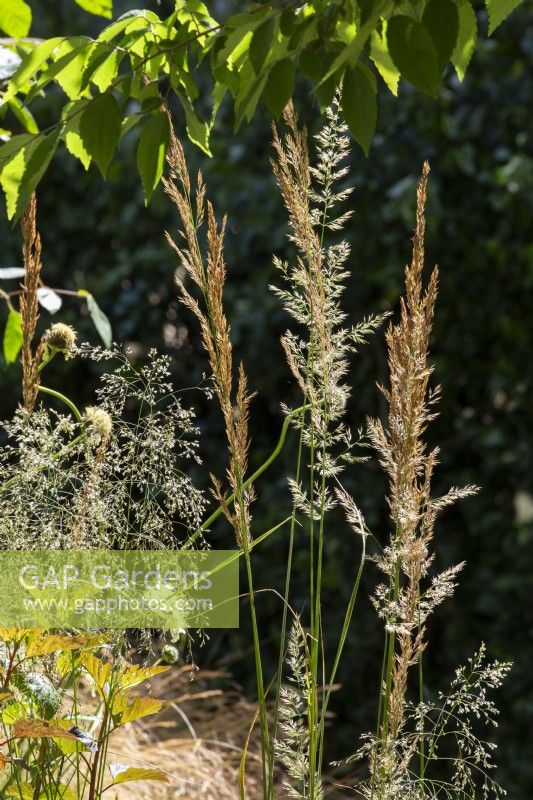 Calamagrostis x acutiflora 'Overdam' and Deschampsia cespitosa 'Bronzeschleier'