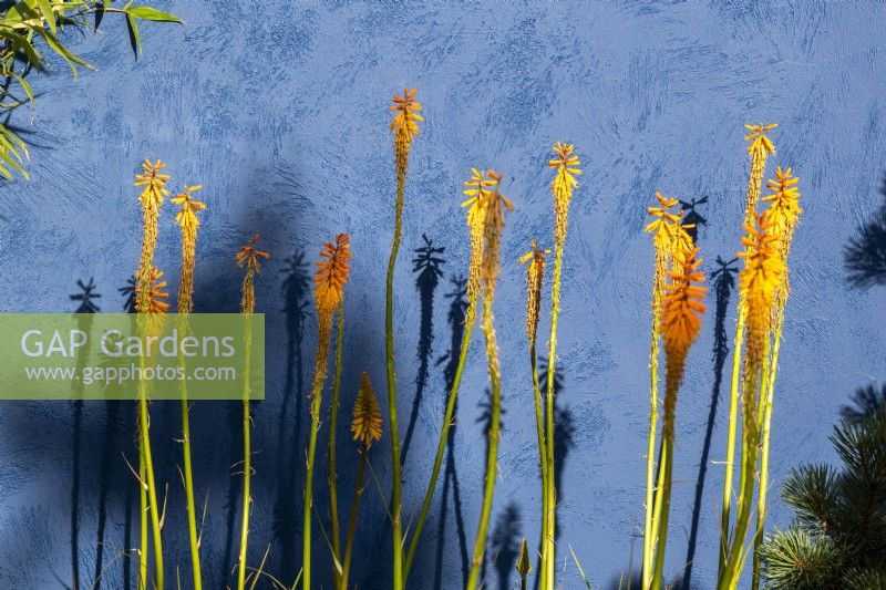 Kniphofia 'Fiery Fred' against a cobalt blue painted rendered wall 