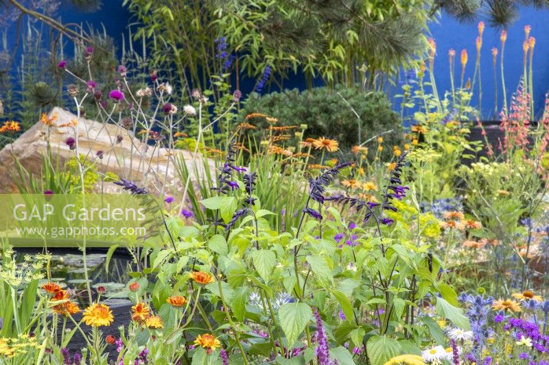 A colourful flowerbed with mixed perennial planting including Salvia 'Amistad' and Calendula officinalis 'Indian Prince'