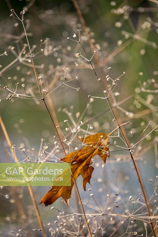 Seed heads of Butomus umbellatus that have caught falling autumn leaves