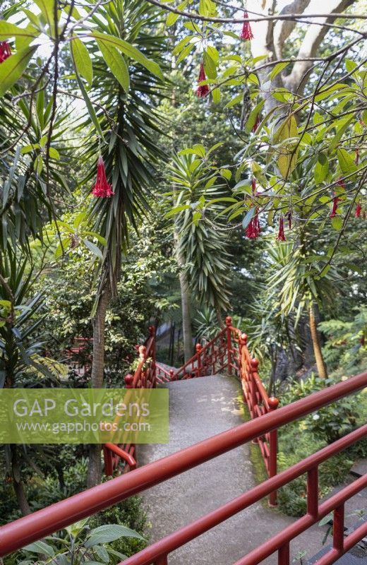 Fuchsia boliviana flowers hang over converging pathways with red balustrades in an Oriental Garden. Monte Palace Gardens, Madeira. August. Summer