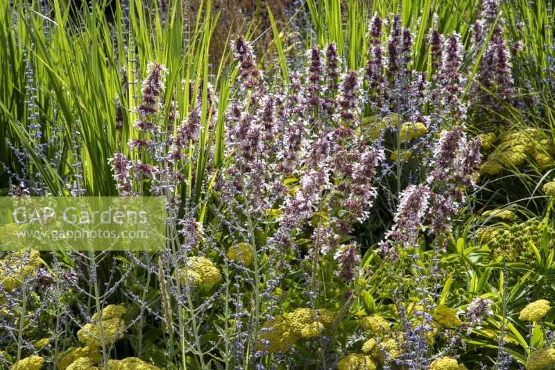 Mixed perennial planting of Nepeta grandiflora 'Dawn to Dusk', with Achillea 'Moonshine' and Perovskia