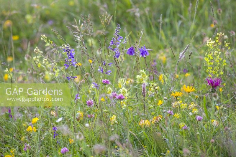 Wild flower meadow with meadow clary, columbine, yellow ox-eye, red clover, knapweed, kidney vetch, ribwort plantain and grasses.