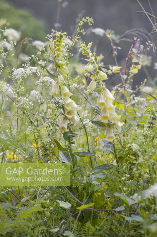Wild flower meadow with Digitalis grandiflora - Large yellow foxglove and  Daucus carota - wild carrots.