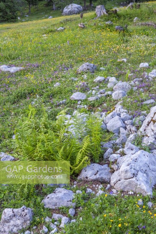 Blooming alpine wildflower meadow. Polystichum aculeatum.