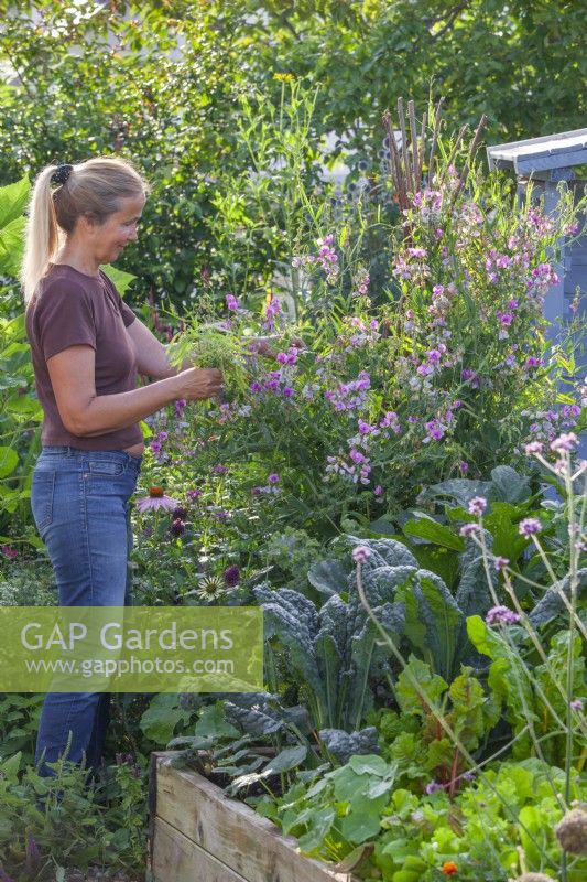 Woman deadheading sweet peas - Lathyrus latifolius to encourage continuous flowering.