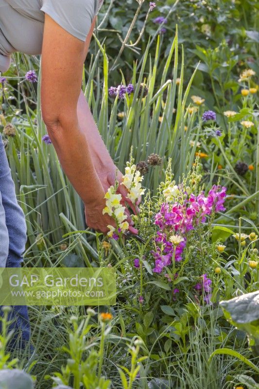 Woman picking snapdragons - Antirrhinum majus for flower arrangement.