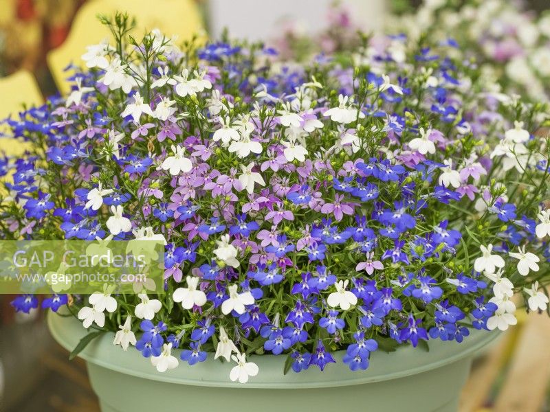 Lobelia erinus Curacao mix, summer July