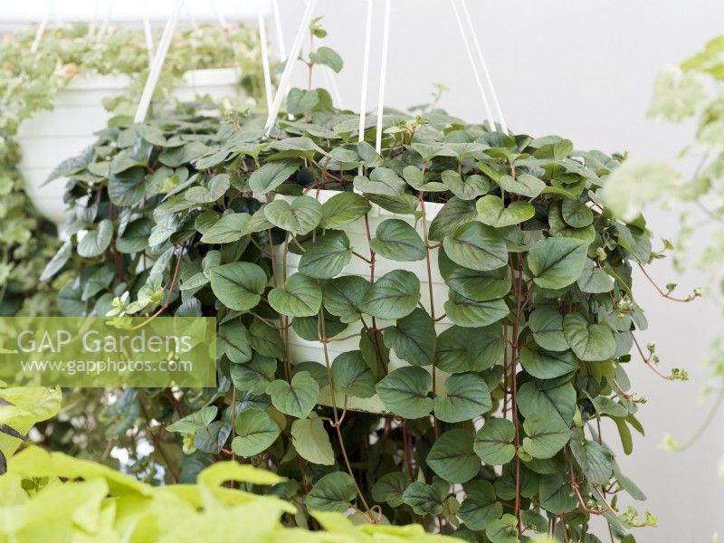 Lysimachia hybrid FanciFillers Sunburst in hanging basket, summer June