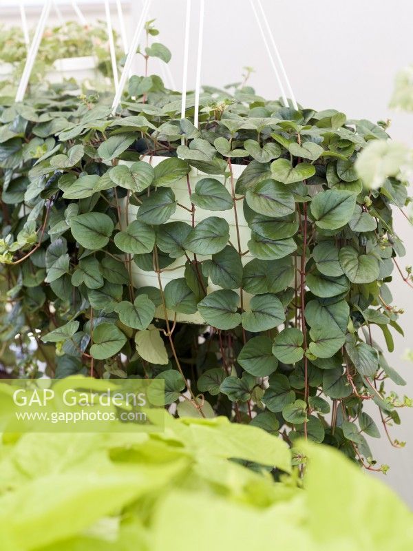 Lysimachia hybrid FanciFillers Sunburst in hanging basket, summer June