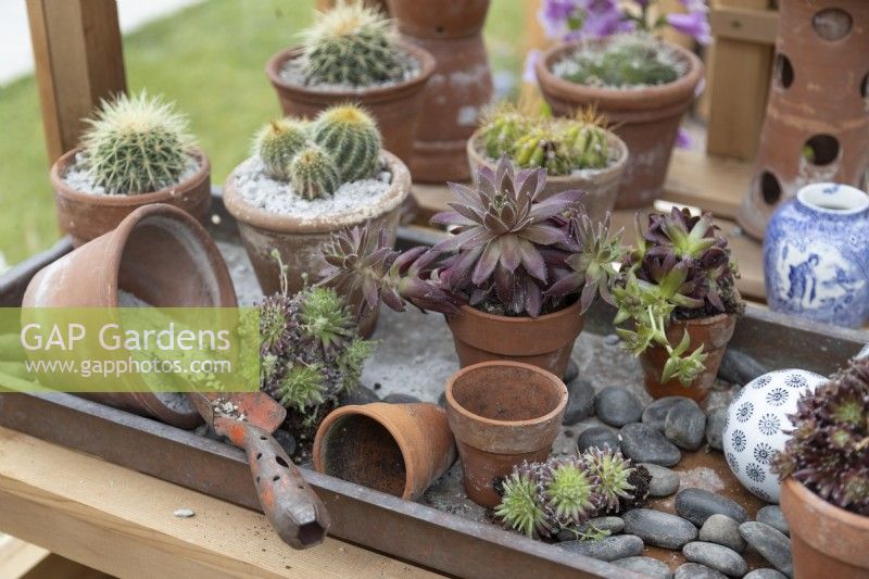 Potting bench in Wooden potting shed, June