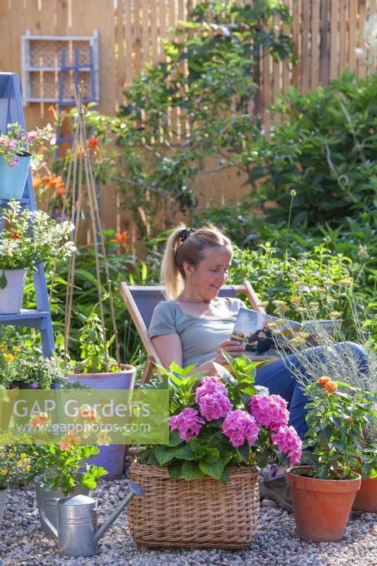 Woman relaxing on gravel patio with containers planted with Hydrangea, Pelargonium, Lantana and Helichrysum italicum.