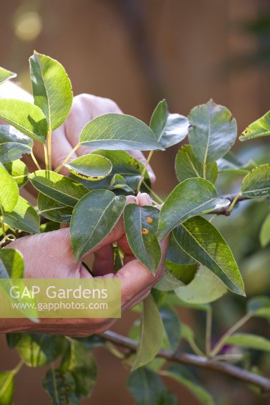 Inspecting the pear tree in spring and removing infected leaves with pear rust - Gymnosporangium sabinae before the disease spreads. When many leaves are infected, an appropriate fungicide can be used.
