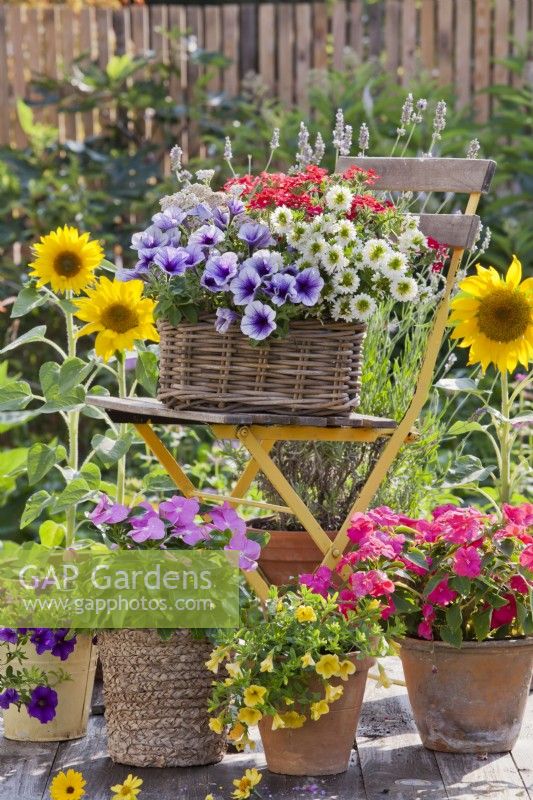 Display of pots with Impatiens, Surfinia, Verbena and Scaevola on decked patio.