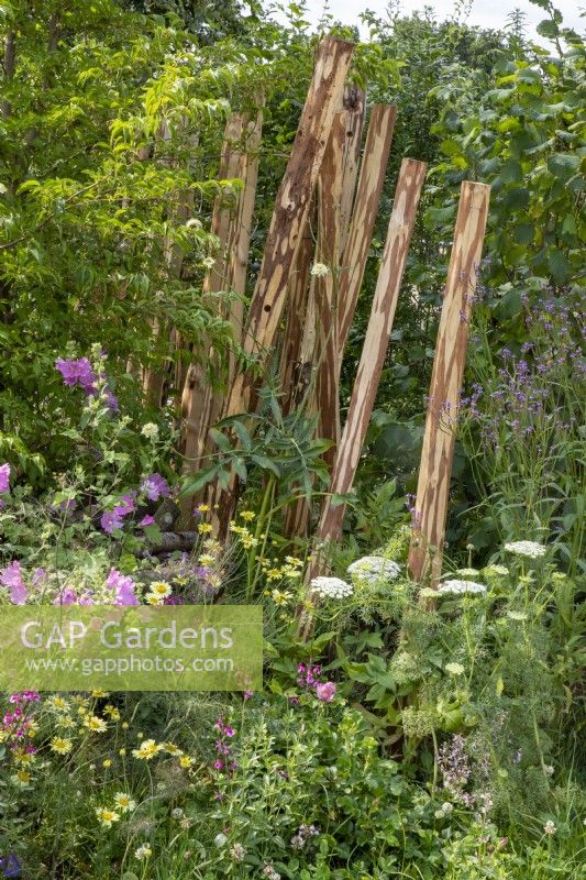 Stripped bark tree trunks as a sculptural focal point with mixed perennial planting of Lavatera x clementii 'Burgundy Wine', Salvia greggii 'Icing Sugar', Anthemis tinctoria 'E.C. Buxton' and Ammi visnaga