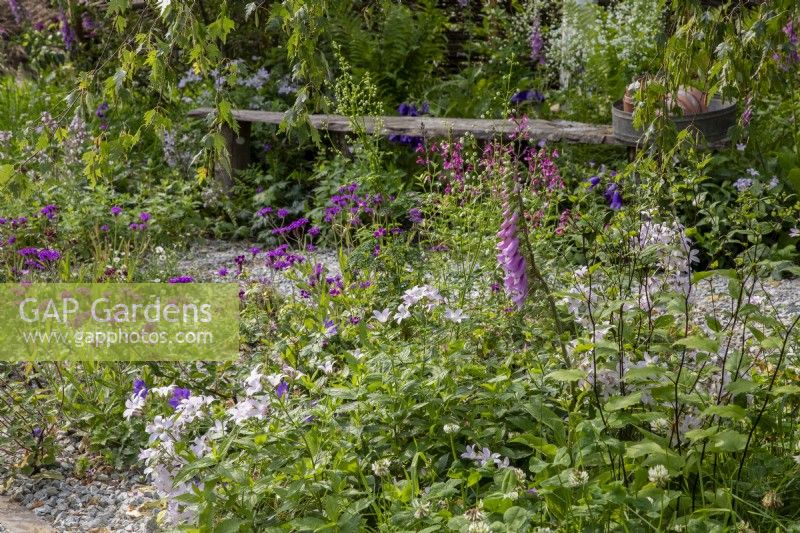 Mixed perennial planting border of Campanula lactiflora 'Loddon Anna', Digitalis purpurea and Verbena rigida - RHS Wildlife Garden