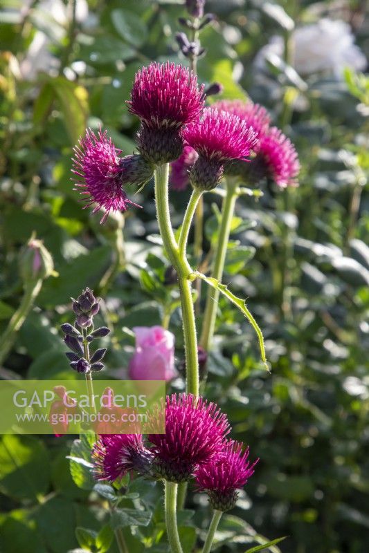 Cirsium rivulare 'Atropurpureum' - plume thistle 