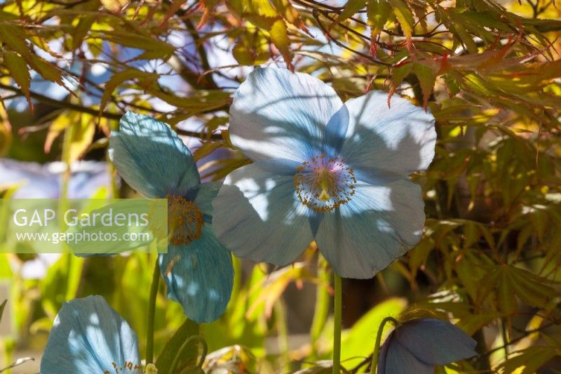 Meconopsis x sheldonii 'Lingholm' - Himalayan Blue Poppy