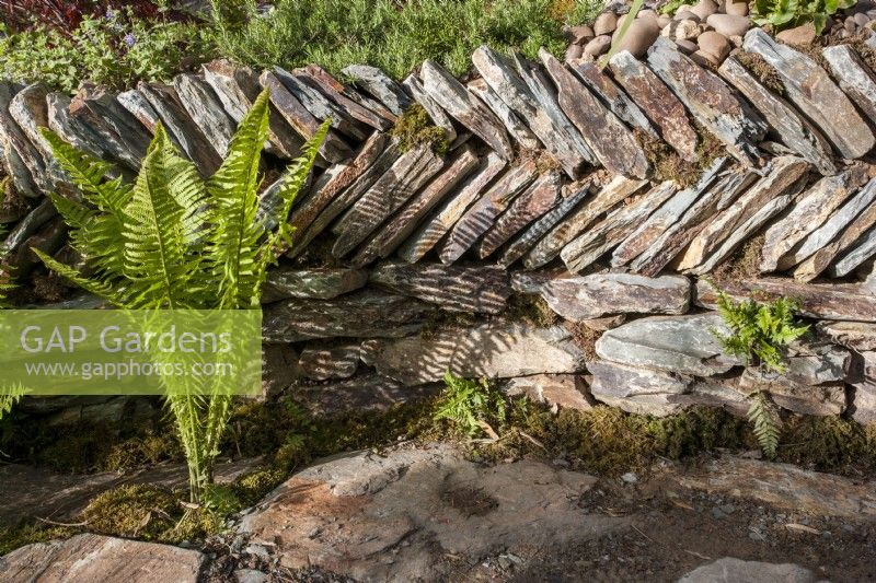 Old traditional Herring bone drystone wall with a Matteuccia struthiopteris - shuttlecock fern 