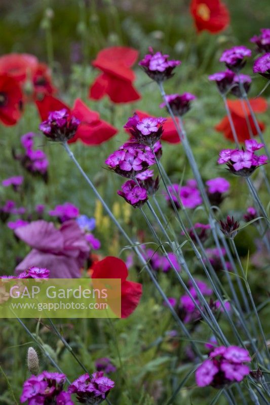 Dianthus carthusianorum growing in informal planting with Papaver rhoeas, Field Poppy