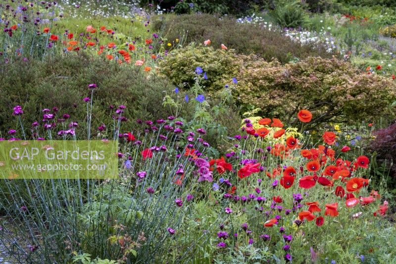 Papaver rhoeas, Field Poppy growing in informal planting with Dianthus carthusianorum and Geranium 'Johnson's Blue'