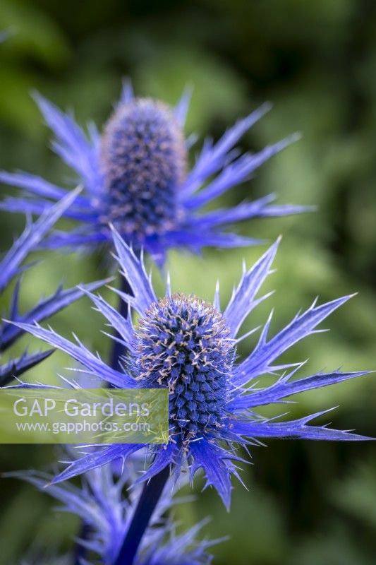 Eryngium x zabelli 'Big Blue'