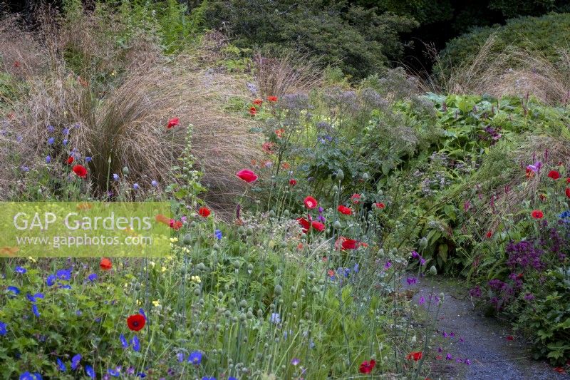 Path winding through summer borders with Chionochloa rubra, Red Tussock Grass,  interplanted with a mix of annuals and perennials, including poppy and hardy geraniums
