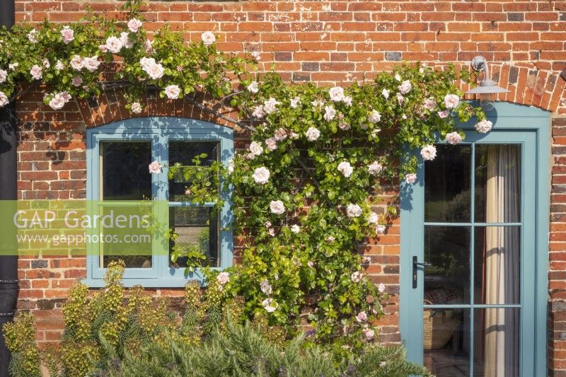 Planting on sunny wall, with Rosa 'Albertine framing the window and door. Including trailing rosemary Rosmarinus sp, hebe and euphorbia.