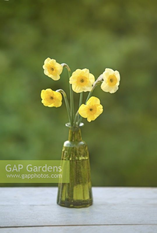 Narcissus  'Sundisc' - Daffodil - March
