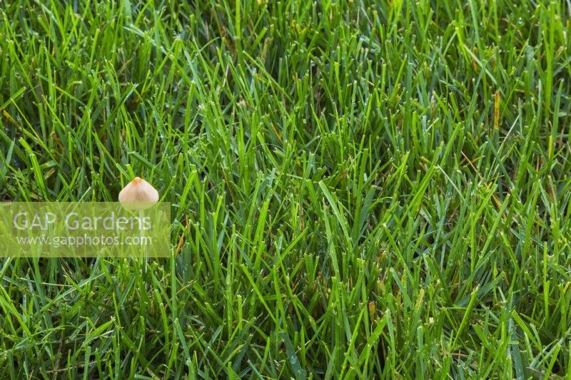 Gastrocybe lateritia - Bean Sprout Mushroom growing in overwatered Poa pratensis - Kentucky Bluegrass lawn in summer.