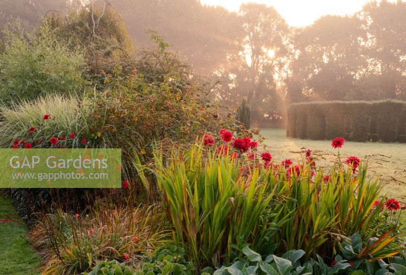 Red Dahlias, ''Bishop of Llandaff' and 'Babylon Red' in a border at Waterperry Gardens at sunrise.