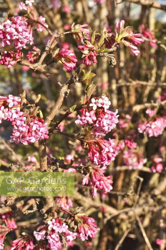 Winter flowering Viburnum bodnantense with pink flowers. 