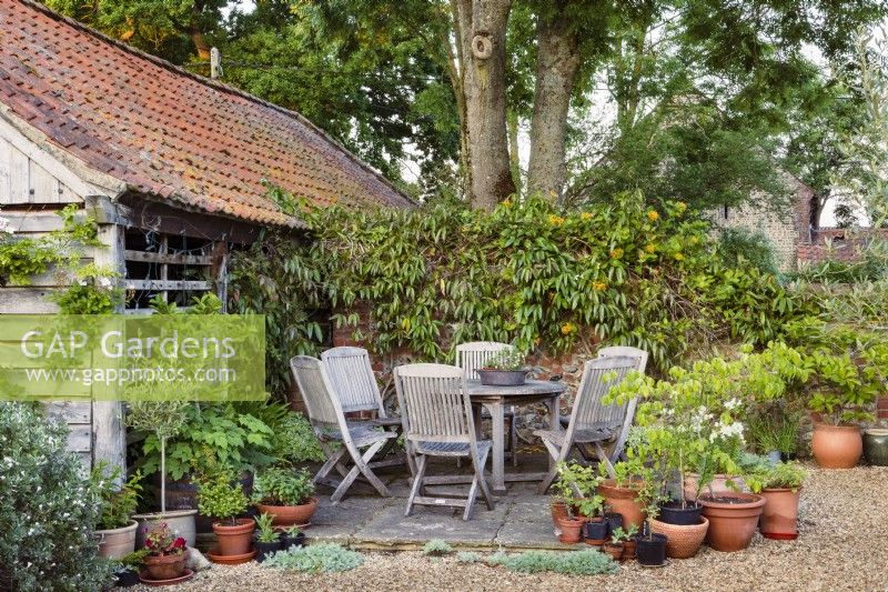 Sheltered courtyard with table and chairs and many pots including olive tree, Olea europaea. The weathered brick and flint wall behind is covered with honeysuckle Lonicera tellmanniana and foliage of Clematis armandii.