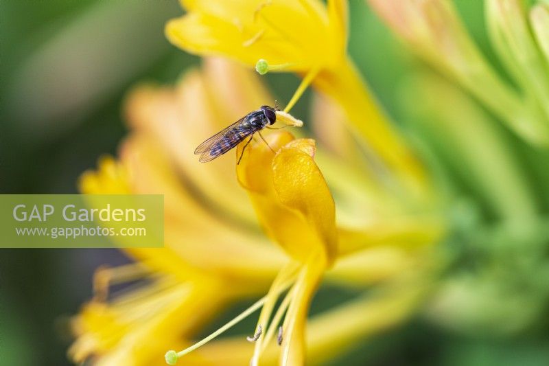 Detail of honeysuckle Lonicera Ã— tellmanniana with hoverfly.