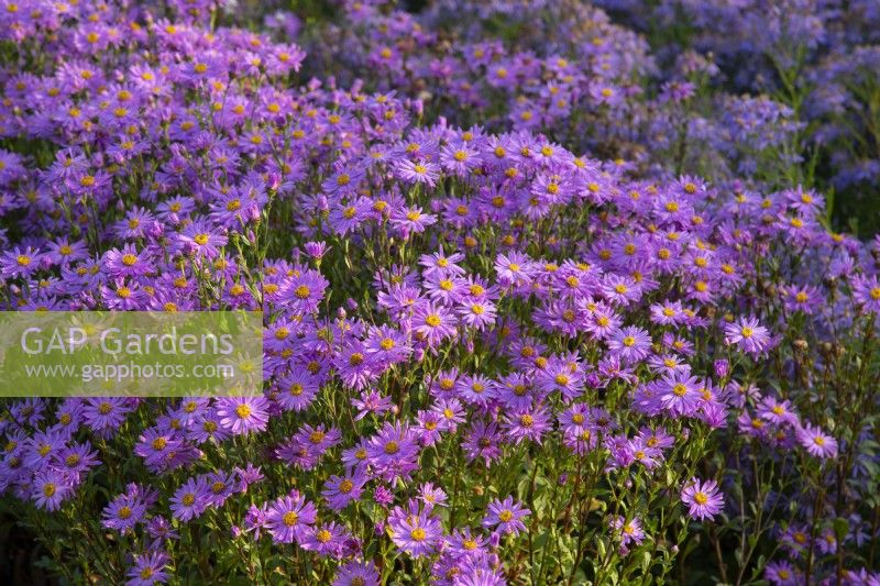 Aster amellus 'Brilliant' in the trial beds at Waterperry Gardens