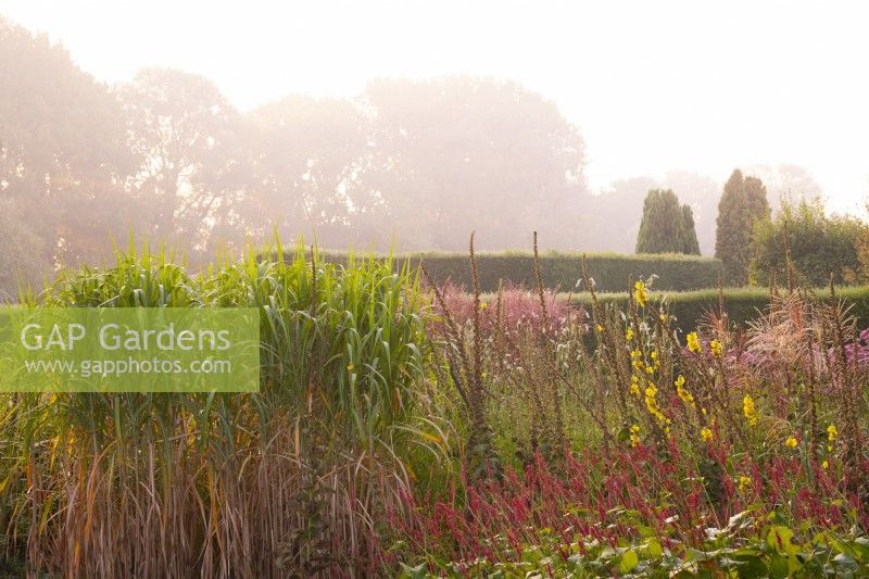 Miscanthus, Verbascum and Persicaria on a misty morning at Waterperry Gardens.