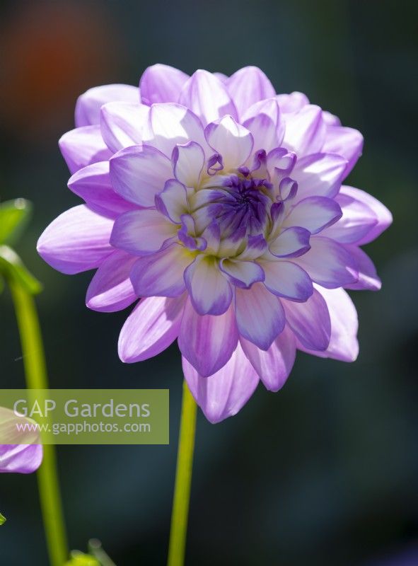 Dahlia 'Blue Wish' a pale purple and white flower