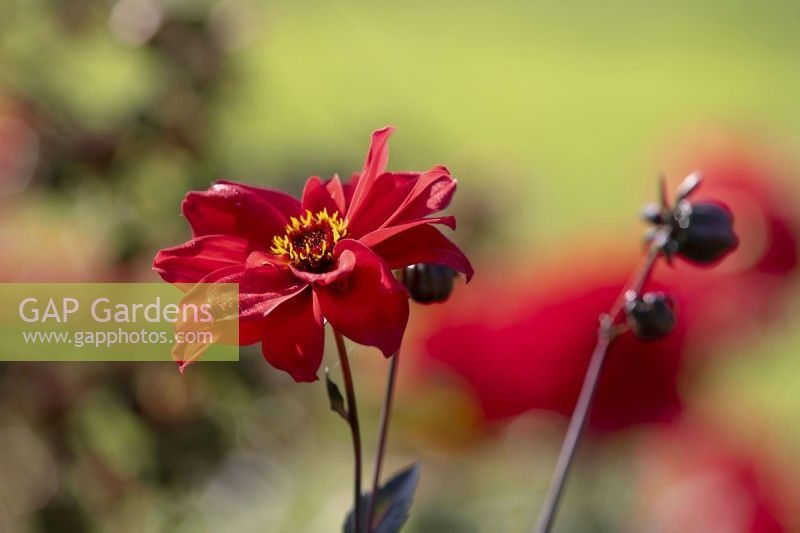 Dahlia 'Bishop of Llandaff, brilliant red dahlia with a yellow centre.