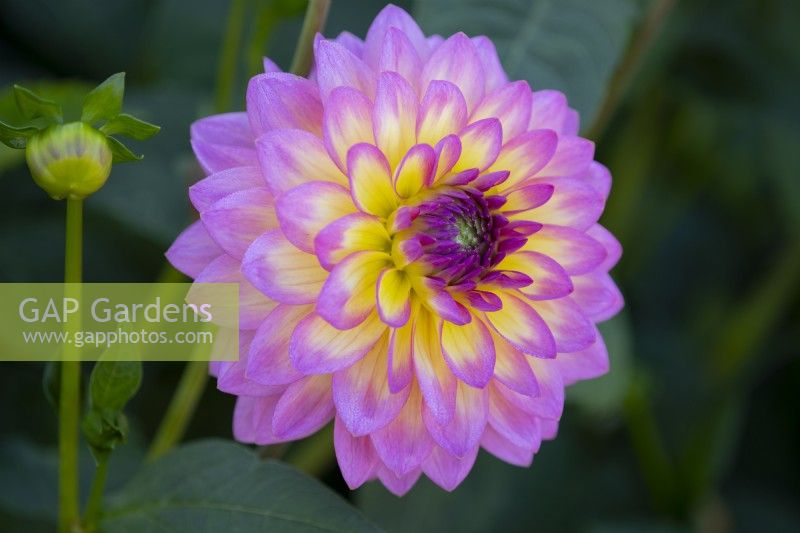 Dahlia 'Jowey Gipsy' a pink and yellow flower